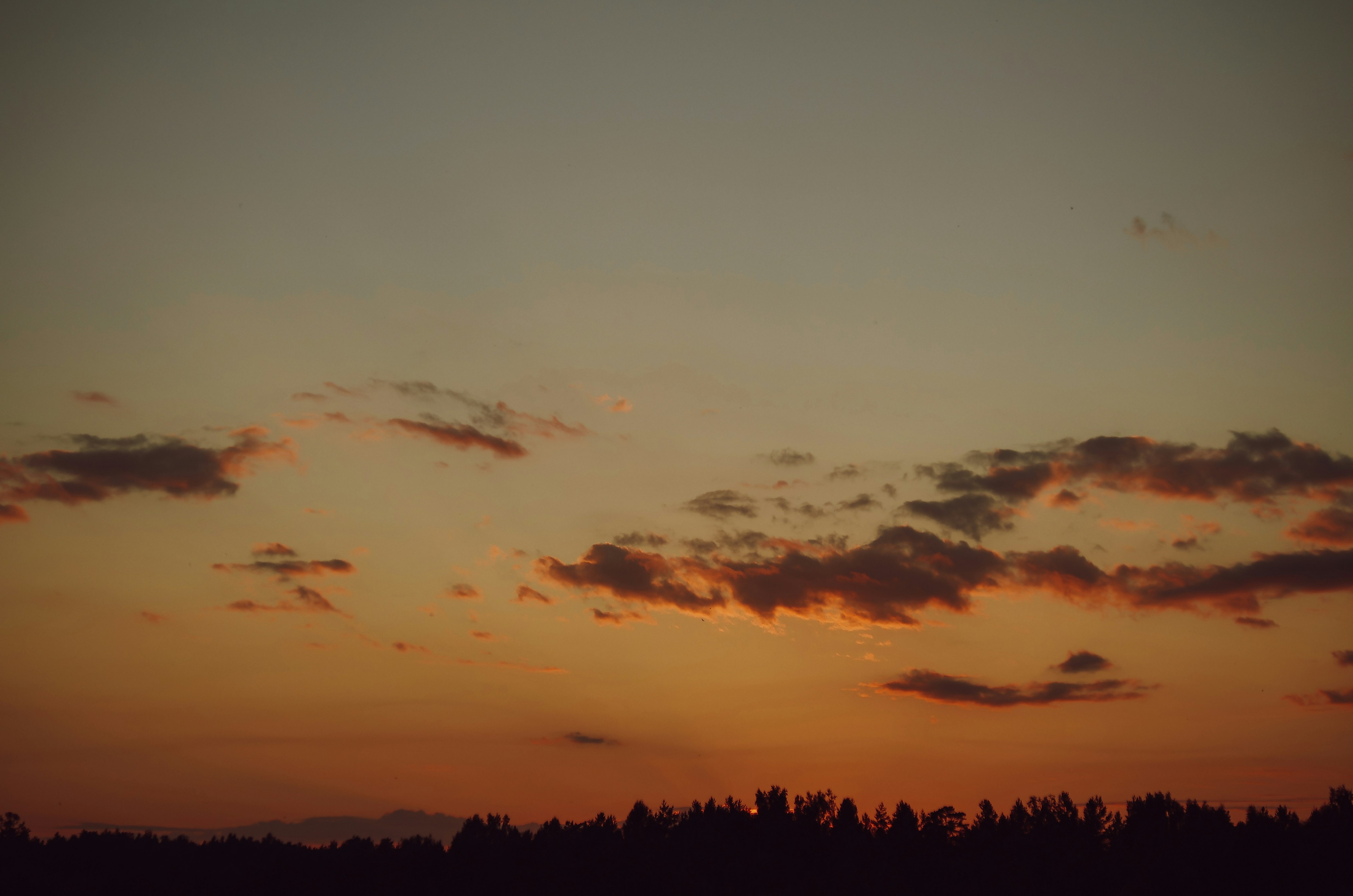 silhouette of trees under cloudy sky during daytime